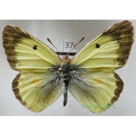 Colias erate (Esper, 1805) male Czech37c
